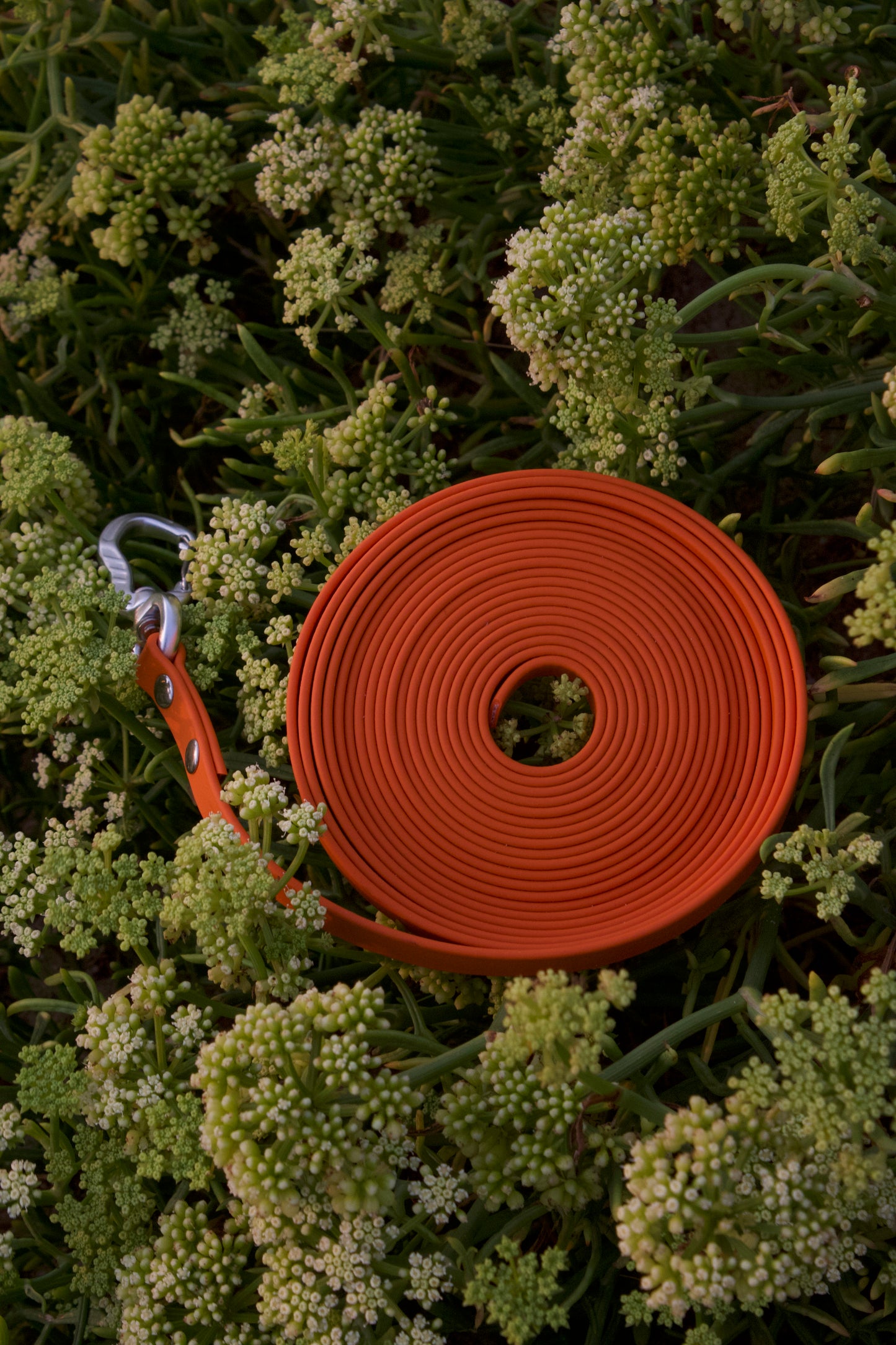 Longe 10 m avec poignée